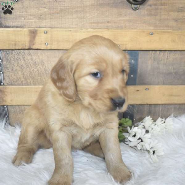 Luna, Golden Retriever Puppy