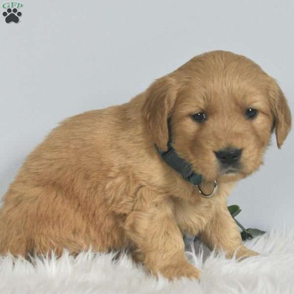 Leo, Golden Retriever Puppy