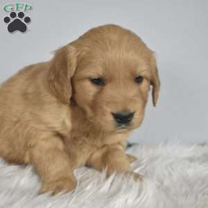 Leo, Golden Retriever Puppy