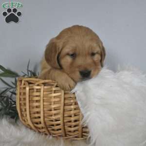 Lincoln, Golden Retriever Puppy