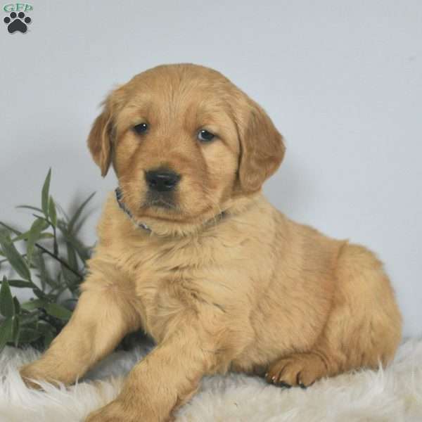 Lincoln, Golden Retriever Puppy