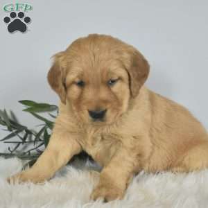 Lincoln, Golden Retriever Puppy