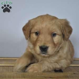 Lane, Golden Retriever Puppy