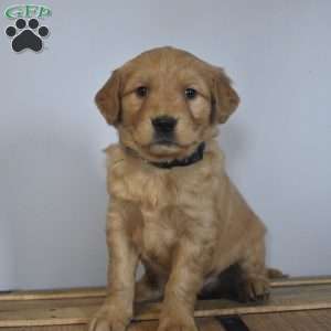 Lane, Golden Retriever Puppy