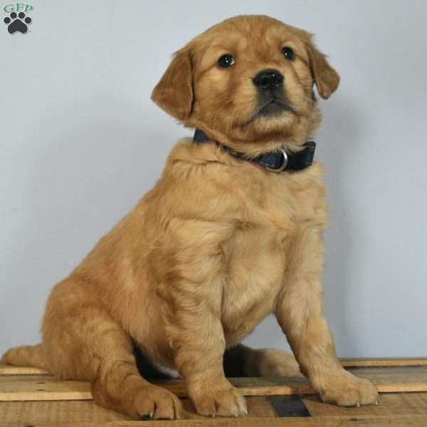 Lane, Golden Retriever Puppy