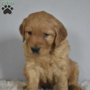 Ledger, Golden Retriever Puppy