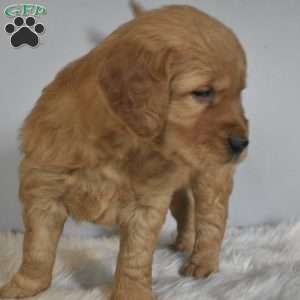 Ledger, Golden Retriever Puppy