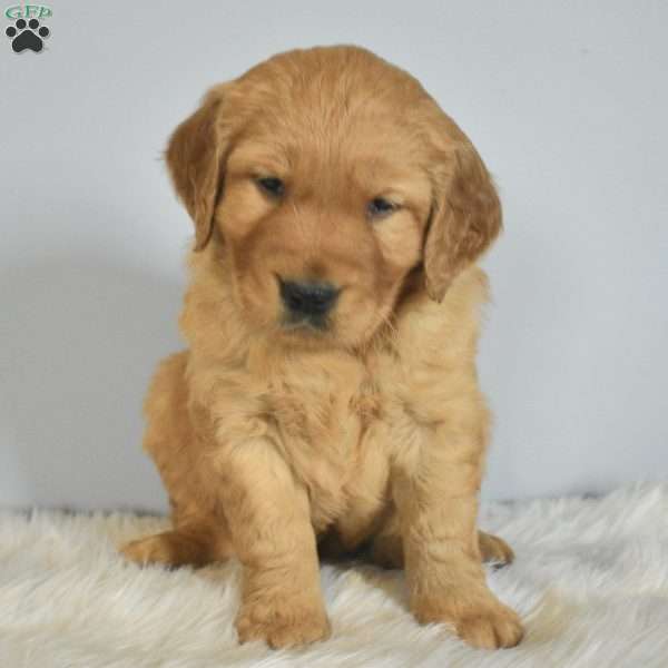 Ledger, Golden Retriever Puppy