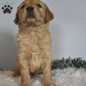 Lucky, Golden Retriever Puppy