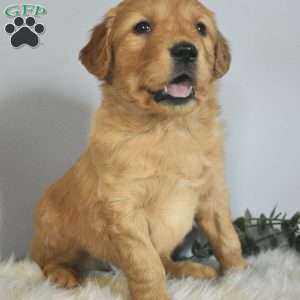 Lucky, Golden Retriever Puppy