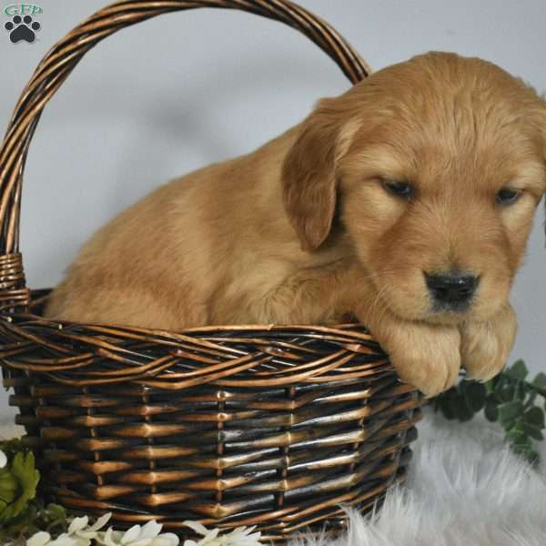 Lucky, Golden Retriever Puppy