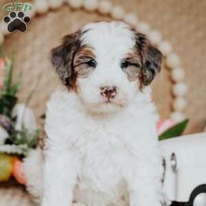 Brody, Mini Bernedoodle Puppy