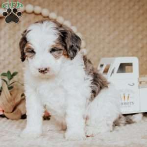 Brody, Mini Bernedoodle Puppy