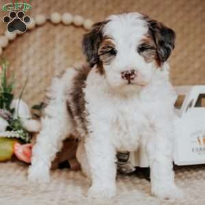 Brody, Mini Bernedoodle Puppy