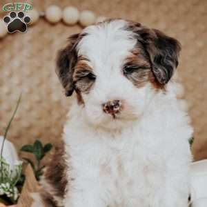 Brody, Mini Bernedoodle Puppy