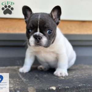 Chaysie, French Bulldog Puppy