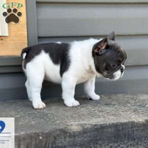 Chaysie, French Bulldog Puppy