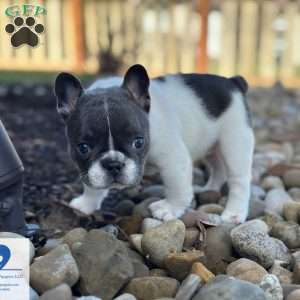 Chaysie, French Bulldog Puppy