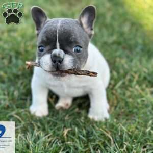 Chaysie, French Bulldog Puppy