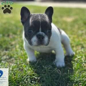 Chaysie, French Bulldog Puppy