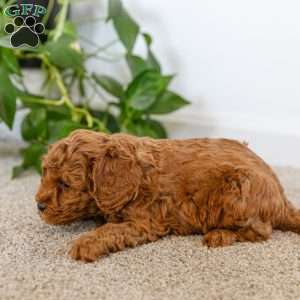 Flora, Cockapoo Puppy