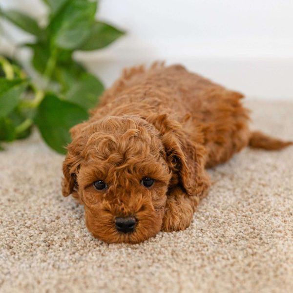 Flora, Cockapoo Puppy