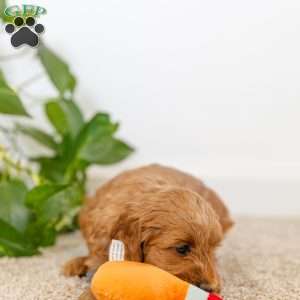 Dollie, Cockapoo Puppy