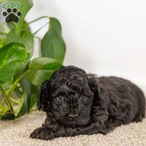 Valentine, Cockapoo Puppy