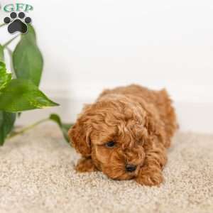 Archie, Cockapoo Puppy