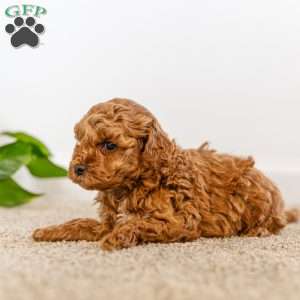 Archie, Cockapoo Puppy