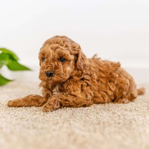 Cockapoo Puppies for Sale - Greenfield Puppies
