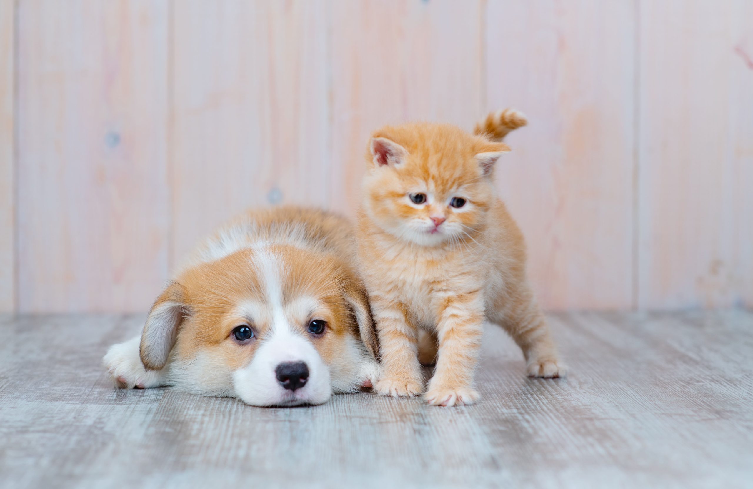 Adorable White Dog Licking Cute Little Kittens Soft Blanket Basket — Stock  Photo © Sonyachny #470768914, image size:2560x1662