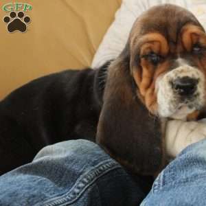 Dixie, Basset Hound Puppy