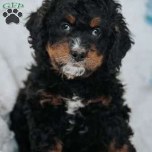 Genny, Mini Bernedoodle Puppy