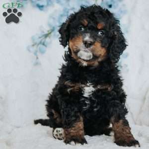 Genny, Mini Bernedoodle Puppy