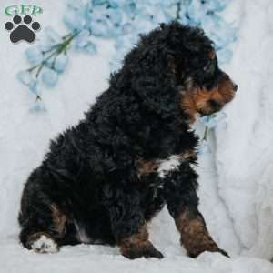 Genny, Mini Bernedoodle Puppy