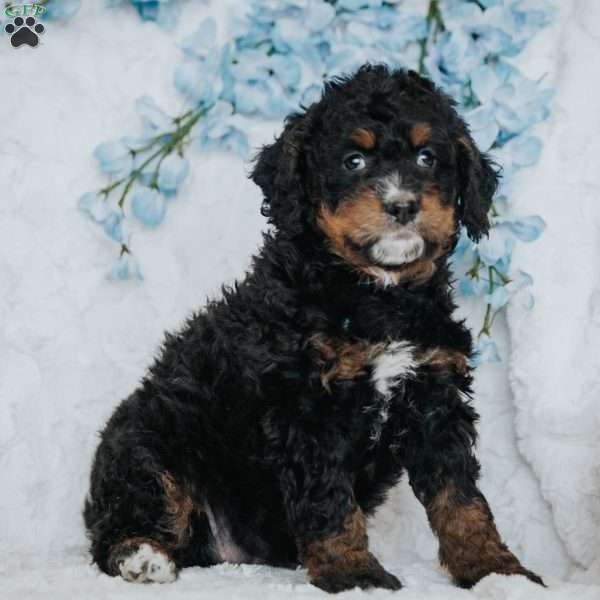 Genny, Mini Bernedoodle Puppy