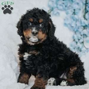 Genny, Mini Bernedoodle Puppy