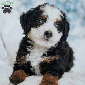 George, Mini Bernedoodle Puppy