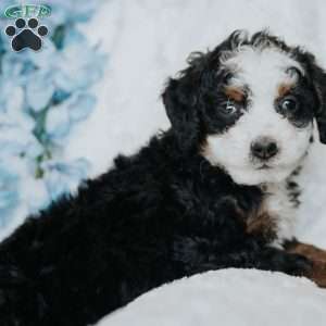 George, Mini Bernedoodle Puppy