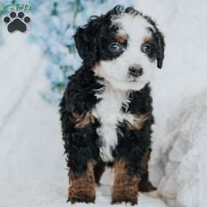 George, Mini Bernedoodle Puppy