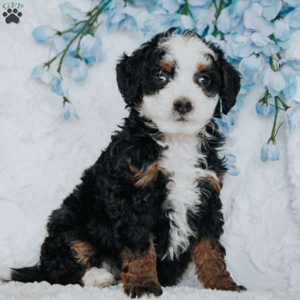 George, Mini Bernedoodle Puppy