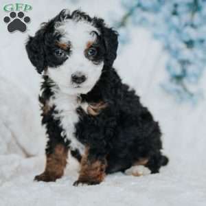 George, Mini Bernedoodle Puppy