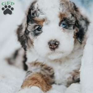 Gopher, Mini Bernedoodle Puppy