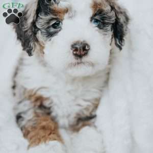 Gopher, Mini Bernedoodle Puppy