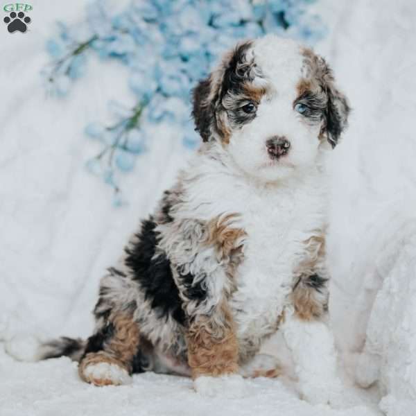 Gopher, Mini Bernedoodle Puppy