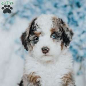 Gopher, Mini Bernedoodle Puppy