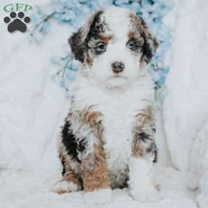 Gopher, Mini Bernedoodle Puppy