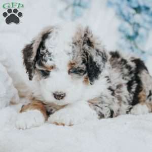 Gopher, Mini Bernedoodle Puppy