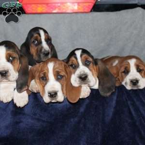 Bonsai, Basset Hound Puppy